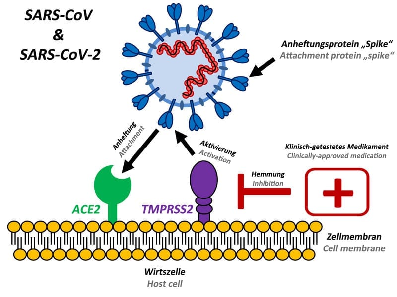 The attachment protein "spike" of the new coronavirus SARS-CoV-2 uses the same cellular attachment factor (ACE2) as SARS-CoV and uses the cellular protease TMPRSS2 for its activation. Existing, clinically approved drugs directed against TMPRSS2 inhibit SARS-CoV-2 infection of lung cells. Illustration: Markus Hoffmann