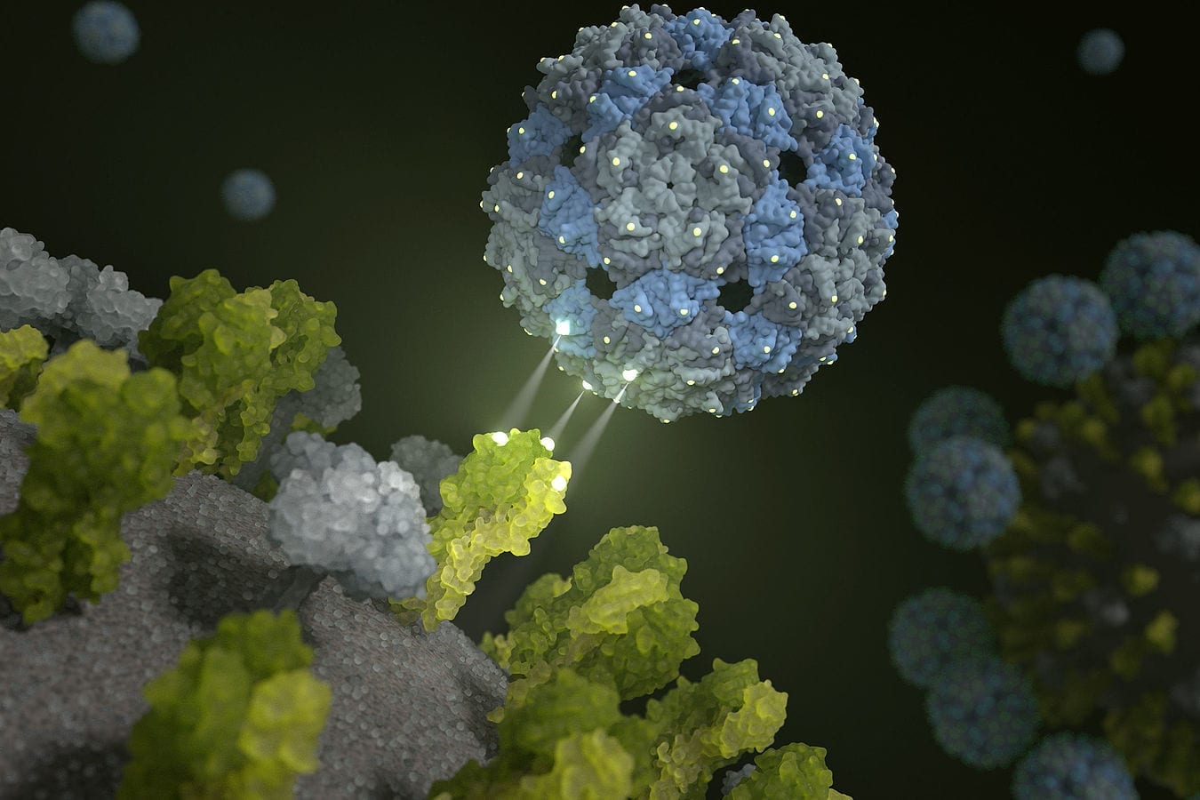 Phage shell docks on and inhibits the influenza virus | Visualisierung Barth van Rossum, FMP