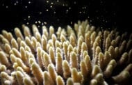 Directed evolution produces heat resistant coral to fight bleaching