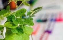 Not GMO: A new way to get CRISPR/Cas9 into plant cells without inserting foreign DNA