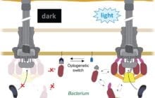 A bacterial injection system controlled by light