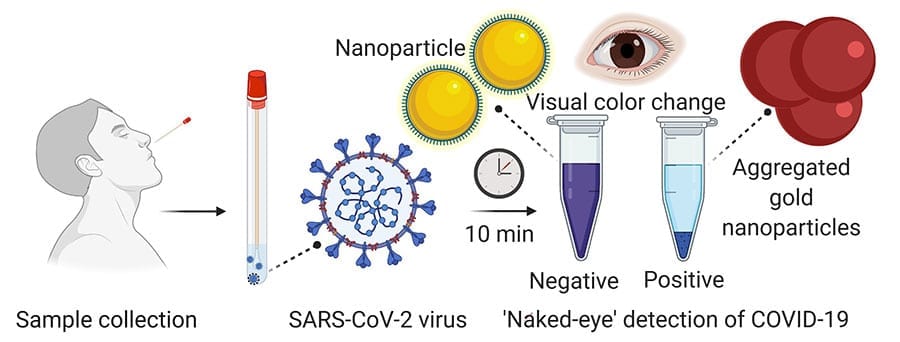 A nasal swab containing a test sample is mixed with a simple lab test. It contains a liquid mixed with gold nanoparticles attached to a molecule that binds to the novel coronavirus. If the virus is present, the gold nanoparticles turns the solution a deep blue color (bottom of the tube) and a precipitation is noticed.  If it is not present, the solution retains its original purple color.