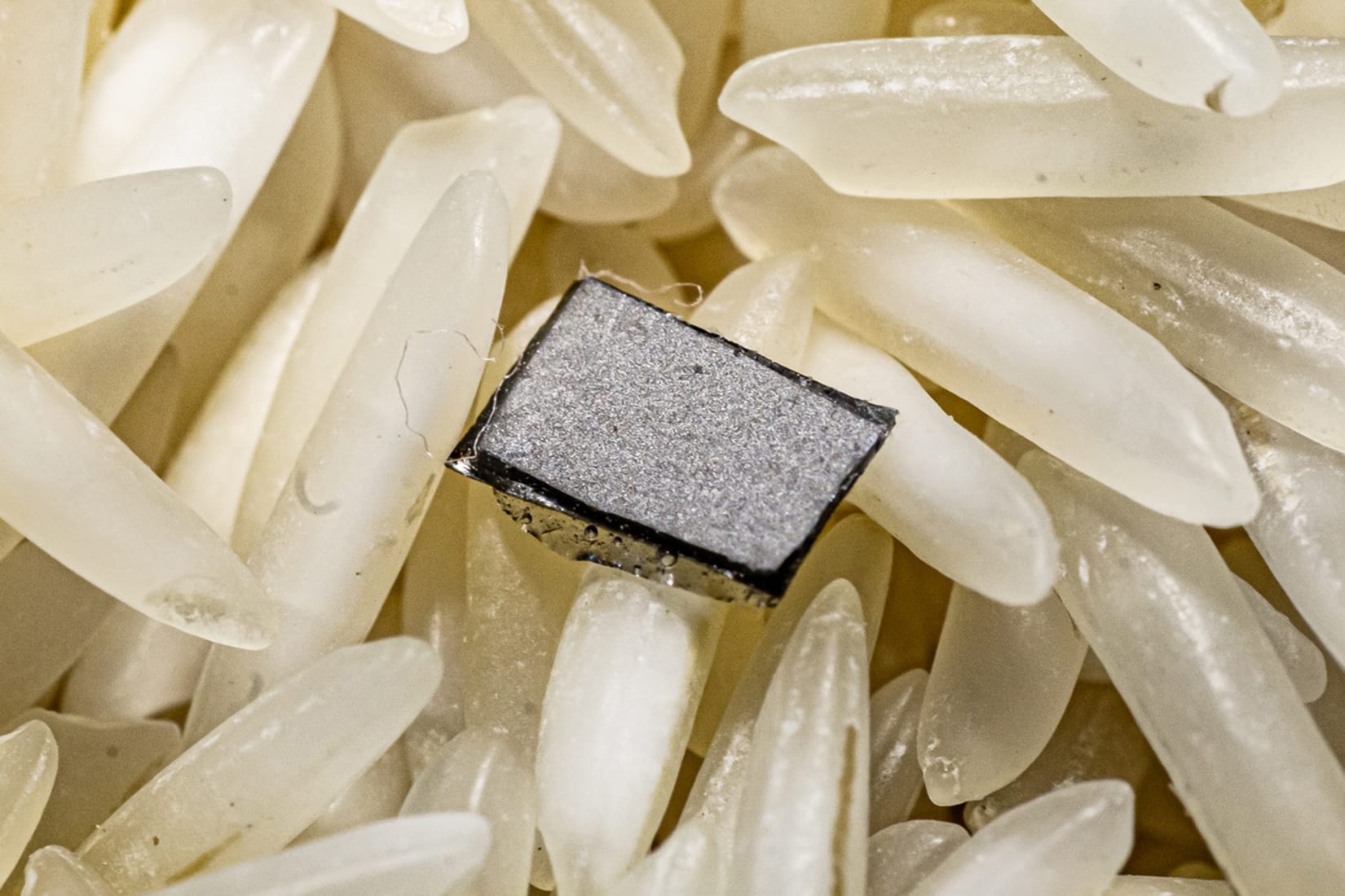 A sample of Rice University’s “magnetoelectric” film atop a bed of uncooked rice. Rice neuroengineers created the bi-layered film to power implantable neural stimulators that are approximately the size of a grain of rice. The film converts energy from a magnetic field directly into an electrical voltage, eliminating the need for a battery or wired power connection. (Photo by Jeff Fitlow/Rice University)