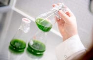 Algae hold great potential for environmentally friendly energy production