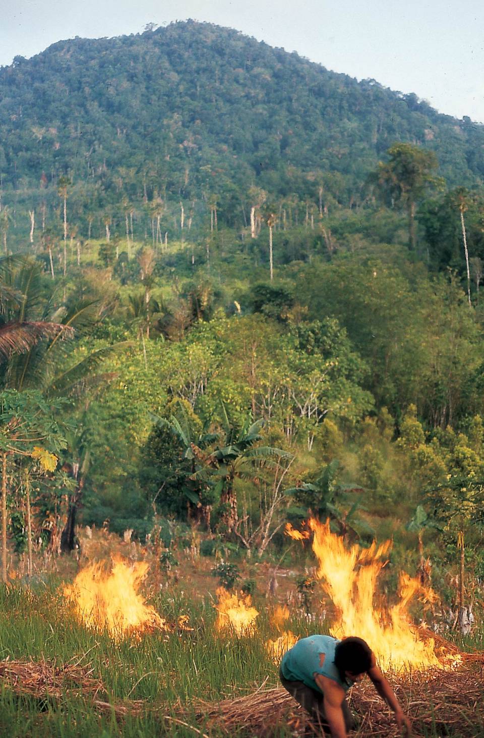 Deforestation is largely responsible for two of the four novel viruses to emerge in the past 50 years: Ebola and SARS. Part of preventing the next global pandemic is creating economic incentives to end practices like the slash-and-burn deforestation seen here, argue a team of researchers in the current issue of Science.

Photo by Margaret Kinnaird, WWF International