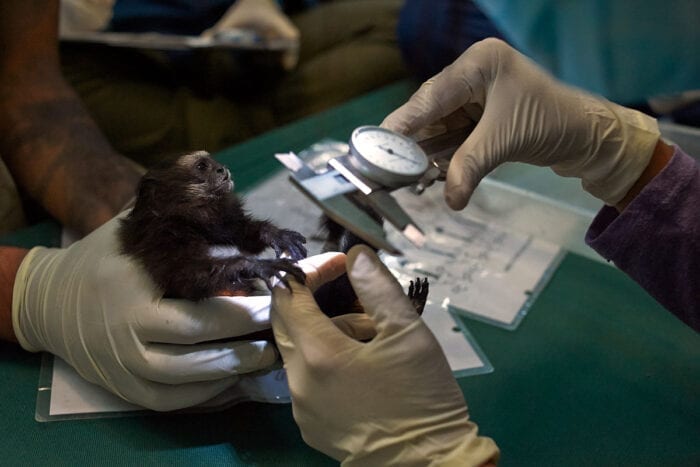 A juvenile saddleback tamarin is measured as part of an annual health check of a population of three primate species in southeastern Peru. In a perspective article published July 9 in Science, a team of wildlife biologists, infectious disease experts, and others propose a decentralized, global wildlife biosurveillance system to identify – before the next pandemic emerges – animal viruses that have the potential to cause human disease.