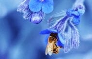 A 94 per cent loss of plant-pollinator networks over the last 30 years