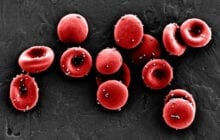 Using red blood cells to generate targeted immune responses for better vaccines - in mice