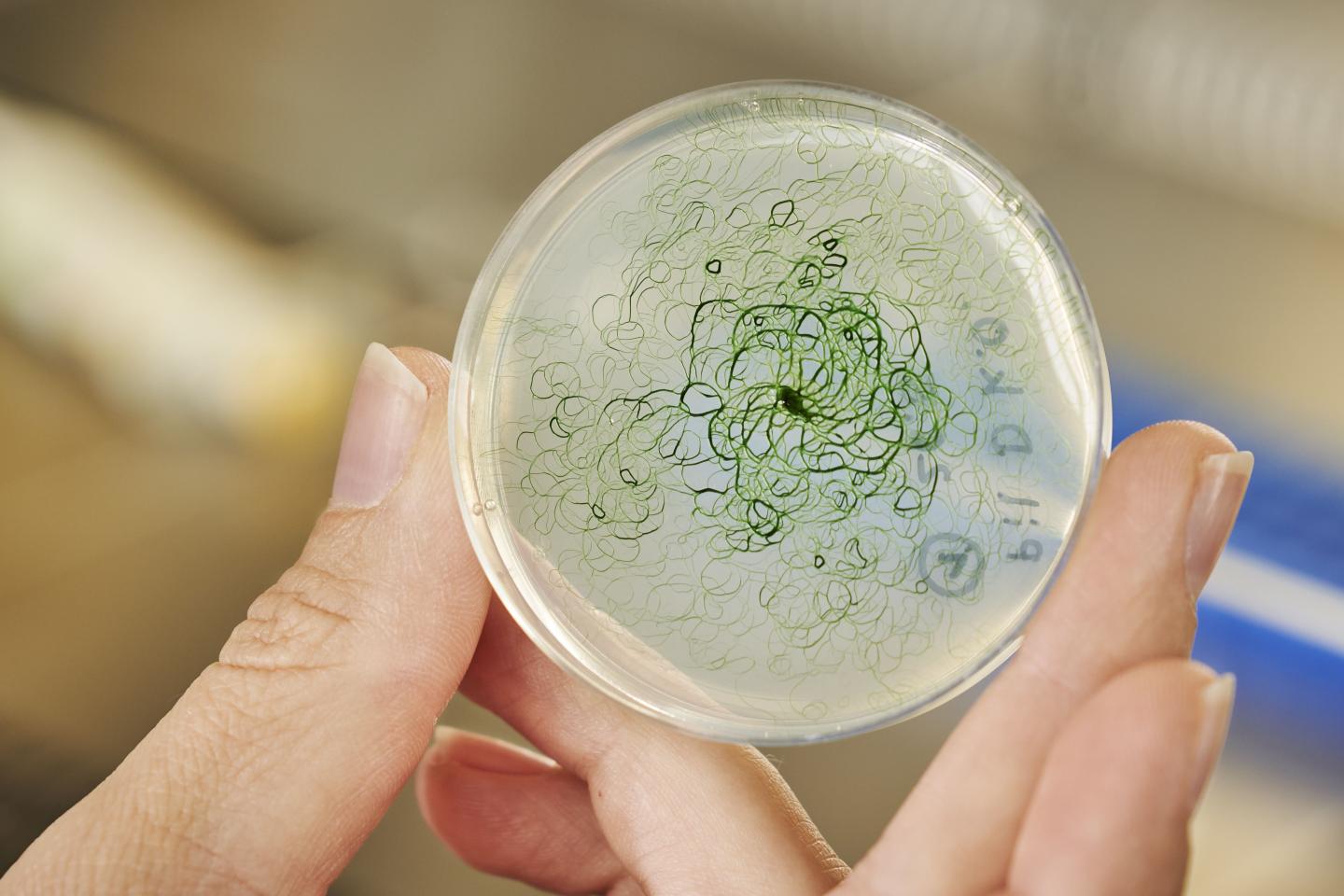 Cyanobacteria producing ethanol or hydrogen – natural gene transfer could make this possible (Photo: Amadeus Bramsiepe, KIT)