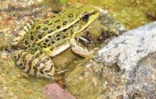 A breakthrough in the fight against the leading cause of amphibian deaths worldwide