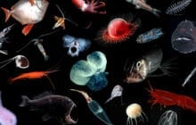 Deep sea mining could threaten midwater ecosystems
