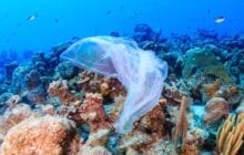 What are the real disease risks from ocean plastics?