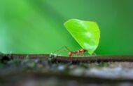 Using ant pheromones to catch crop pests could reduce pesticide use