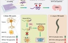 A new route for treatment for Huntington's Disease?