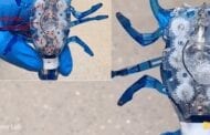 Biomorphic batteries could provide the energy boost robots need