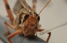 Bomb-sniffing cyborg locusts