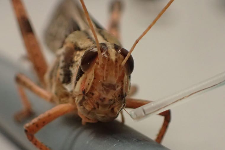 Researchers showed how they were able to hijack a locust’s olfactory system to both detect and discriminate between different explosive scents — another step in the direction toward bomb-sniffing locusts. (Credit: Raman Lab)