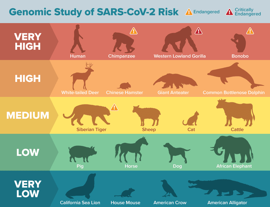 Old World primates and great apes have identical amino acids at the binding site to humans and are
predicted to be at high risk of SARS-CoV-2 infection. (Infographic by  Matt Verdolivo/UC Davis)