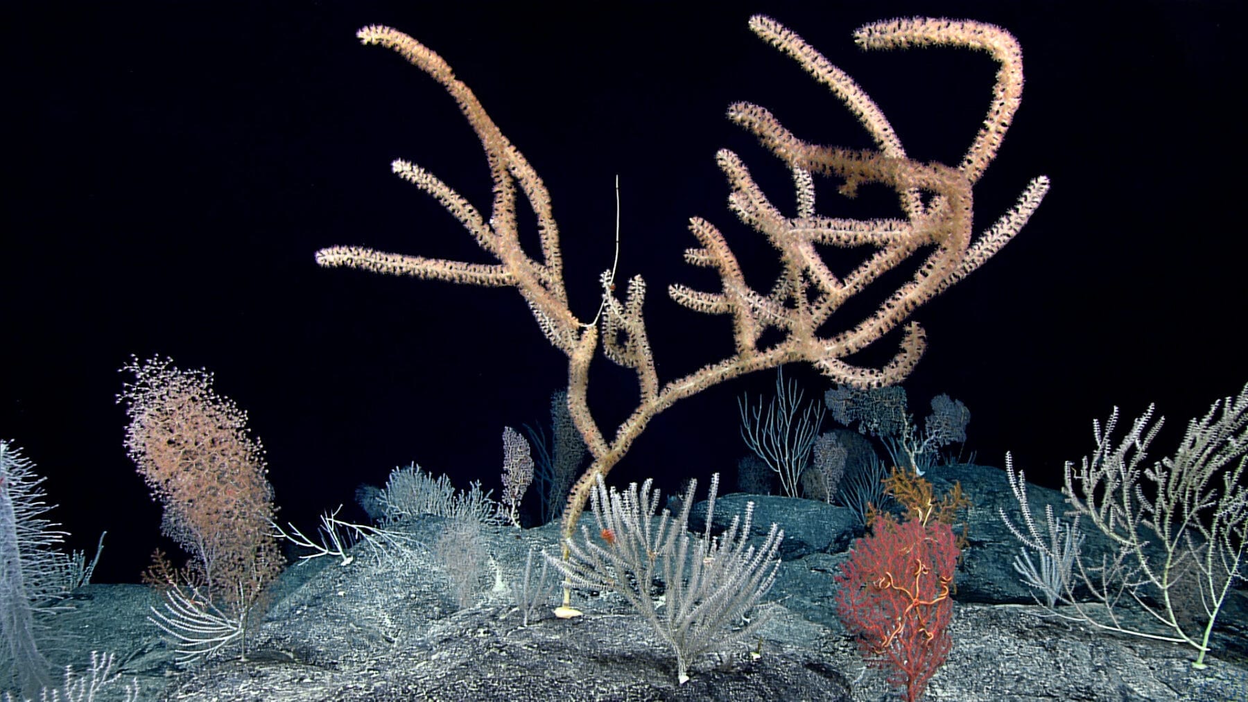A diverse, dense coral community was present throughout the dive at Debussy Seamount. Several colonies were very large, indicating a stable environment for many years. Credit: NOAA OER