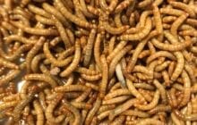 Could the yellow mealworm become a good sustainable global food source?