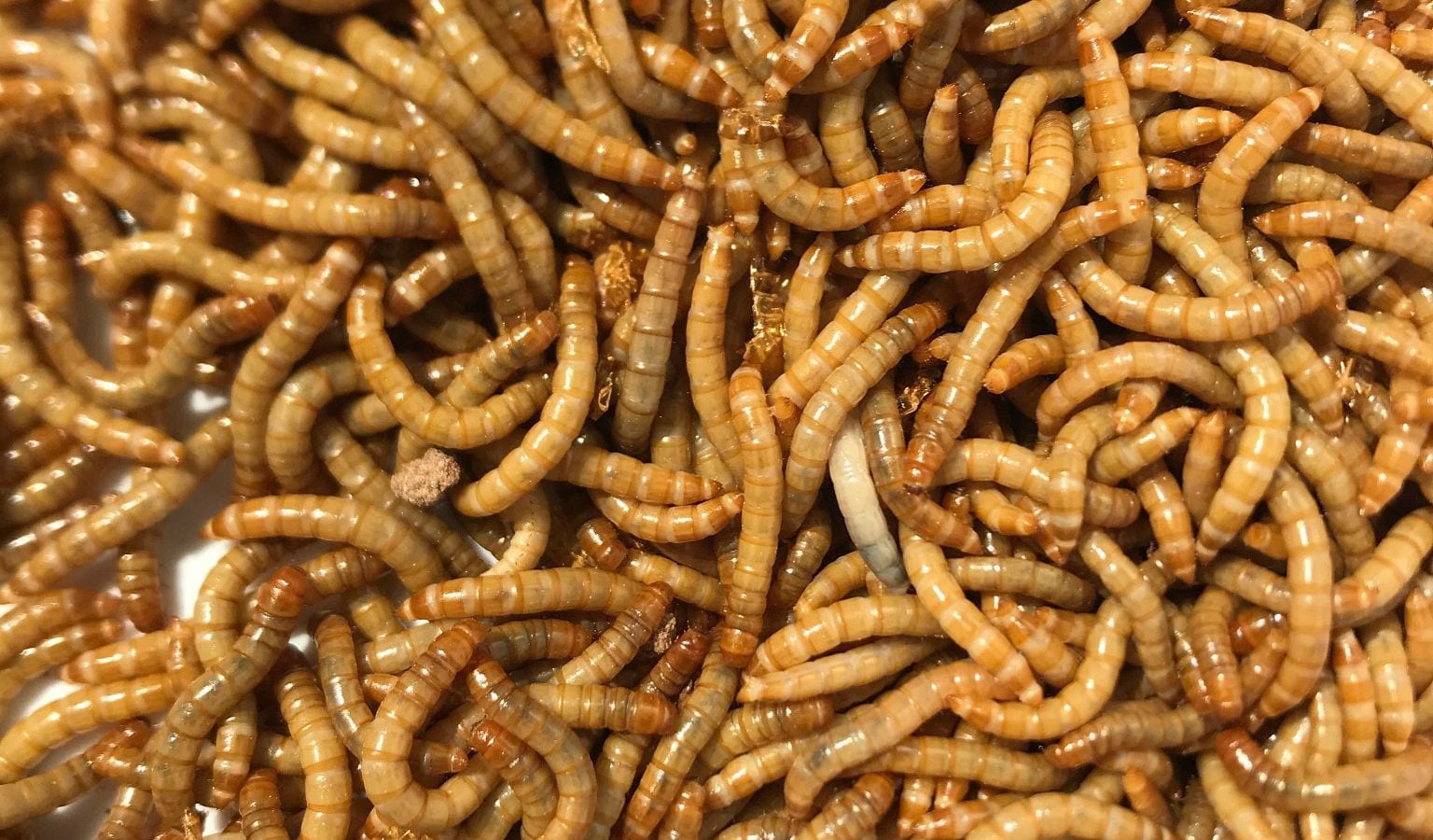 The yellow mealworm species Tenebrio molitor. An IUPUI-led study finds the insect could serve as a good alternate protein source in agriculture. Photo by Ti Eriksson, Beta Hatch