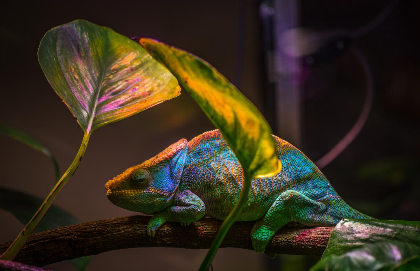 New bio-based smart skin is a flexible color-changing film inspired by chameleons