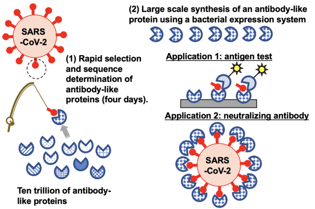 Quickly sifting through trillions of synthetic proteins to find ones that can target viruses to meet evolving pandemics