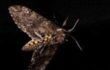 Sensors can be released from tiny drones or insects such as moths to traverse difficult spaces