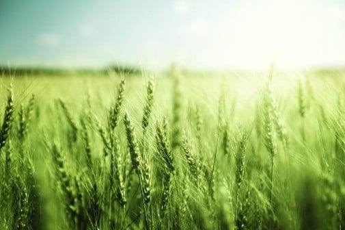 A new modified wheat variety that increases grain production by up to 12 per cent could help tackle global food shortage