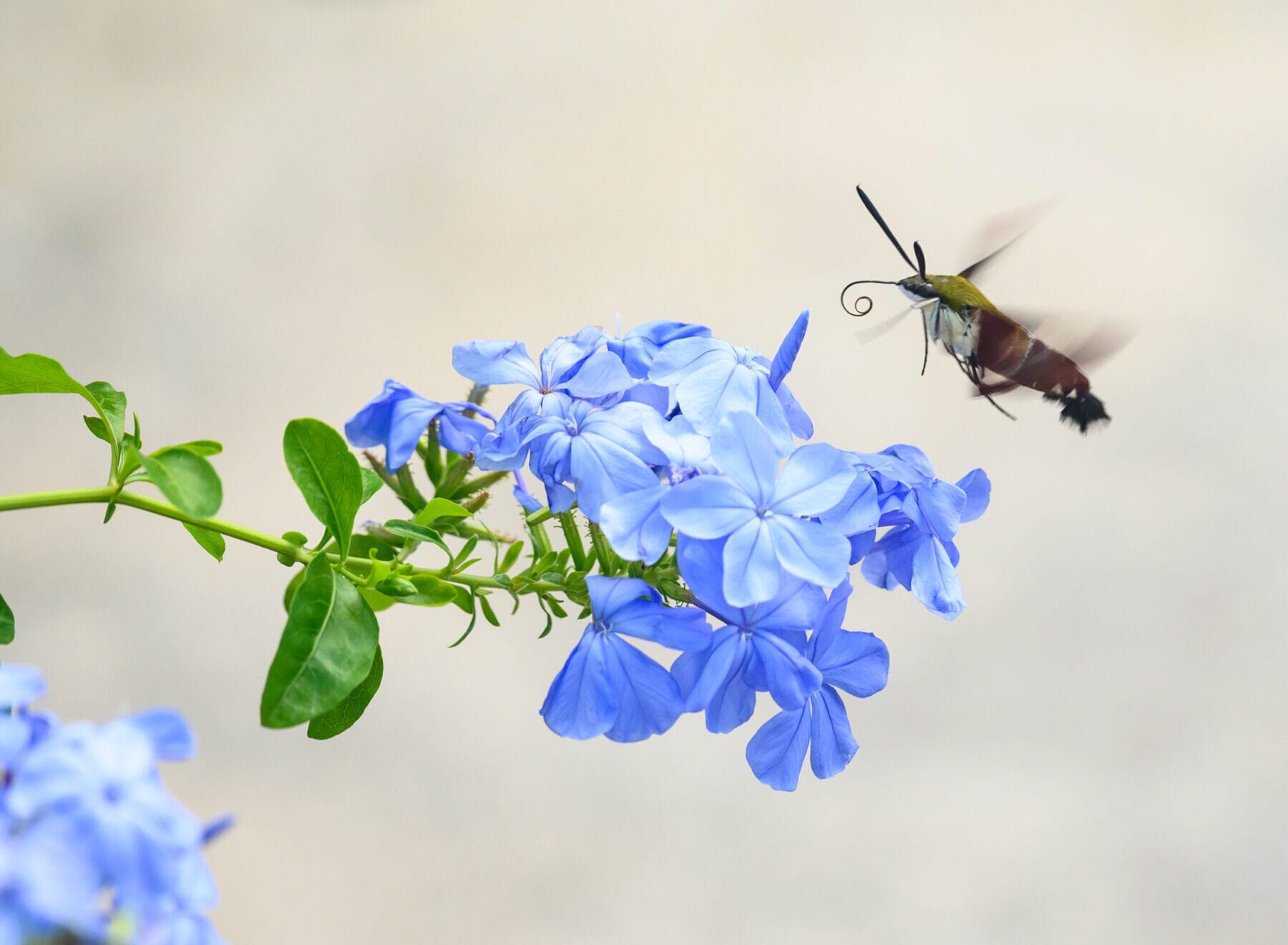 Bees and butterflies aren't the only pollinators. Flies, beetles, moths and other insects also play a key role in helping flowering plants reproduce. Here, a hummingbird hawk moth unfurls its long proboscis to feed.
FLORIDA MUSEUM PHOTO BY JEFF GAGE