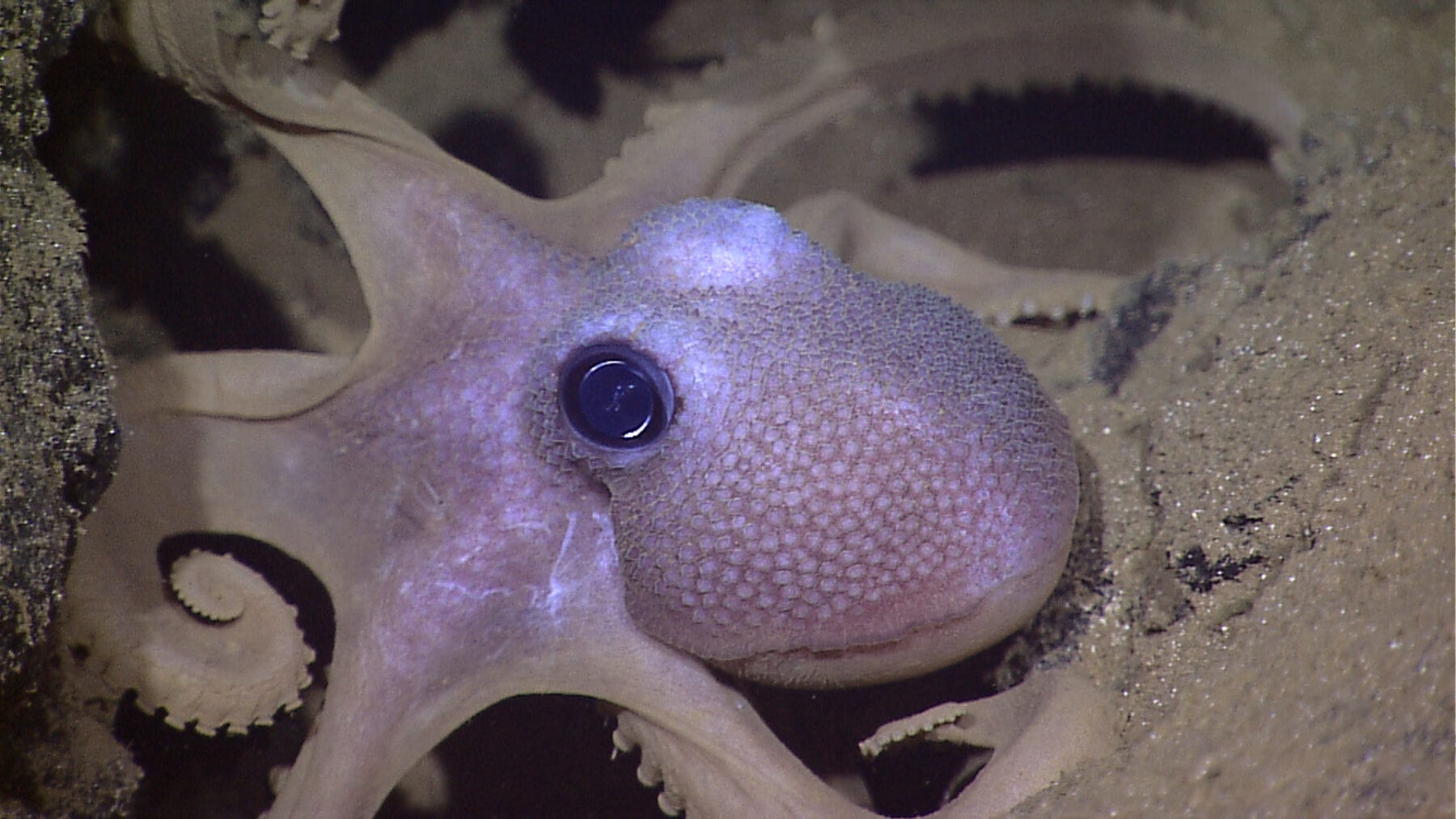 This octopus has color-changing cells, called chromatophores, in its skin, a phenomenon that inspired Rutgers engineers. Photo: NOAA Okeanos Explorer Program, Galapagos Rift Expedition 2011