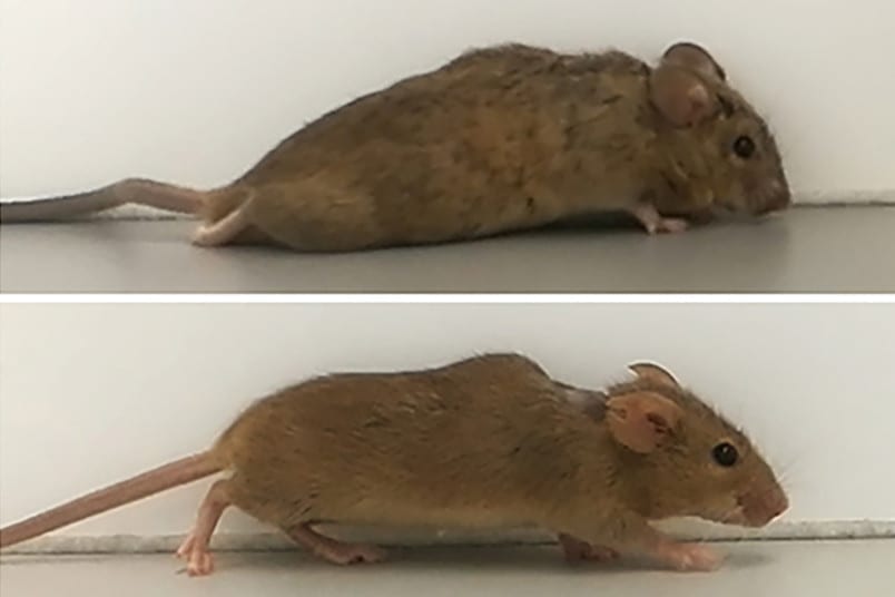 Two to three weeks after treatment, the previously paralyzed mice began to walk. Credit: Lehrstuhl für Zellphysiologie