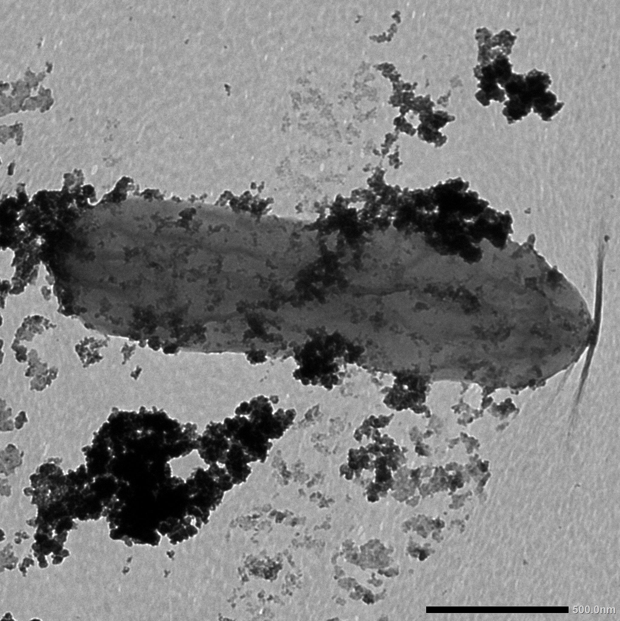 Geobacter could form the basis of new biotechnology built to reclaim and recycle cobalt from lithium-ion batteries