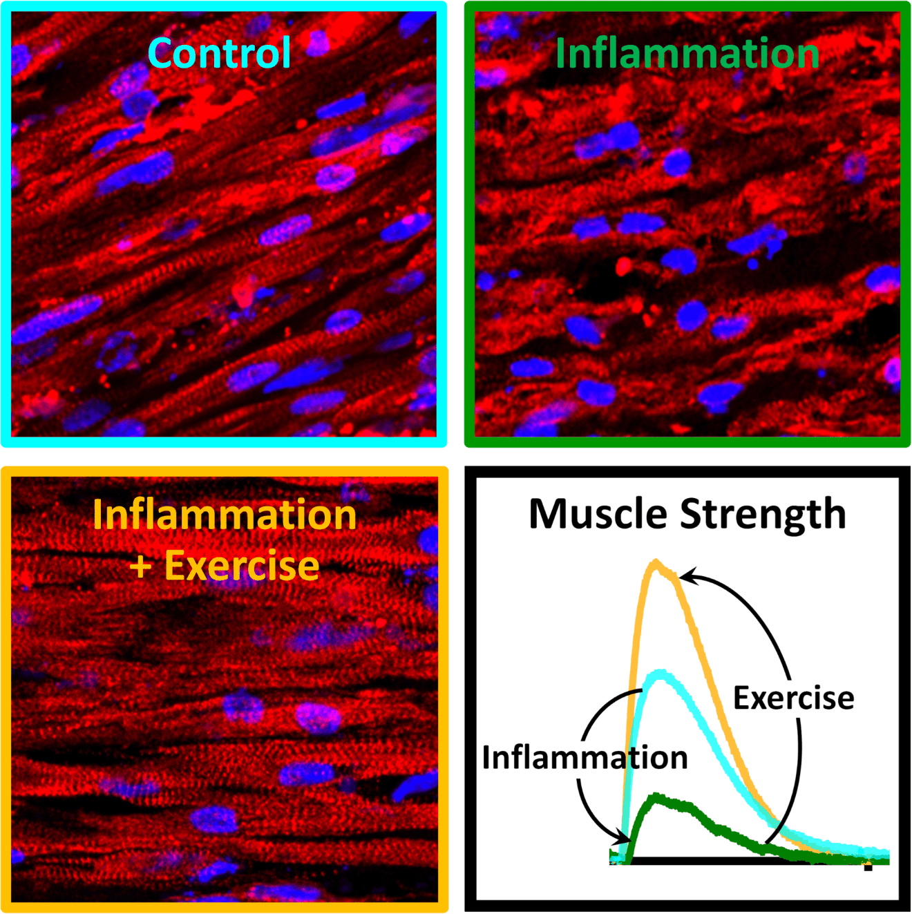 Chronic inflammation can be affected by muscle exercise