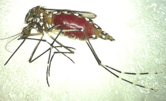 Stopping Zika virus spread with genetically modified mosquitoes