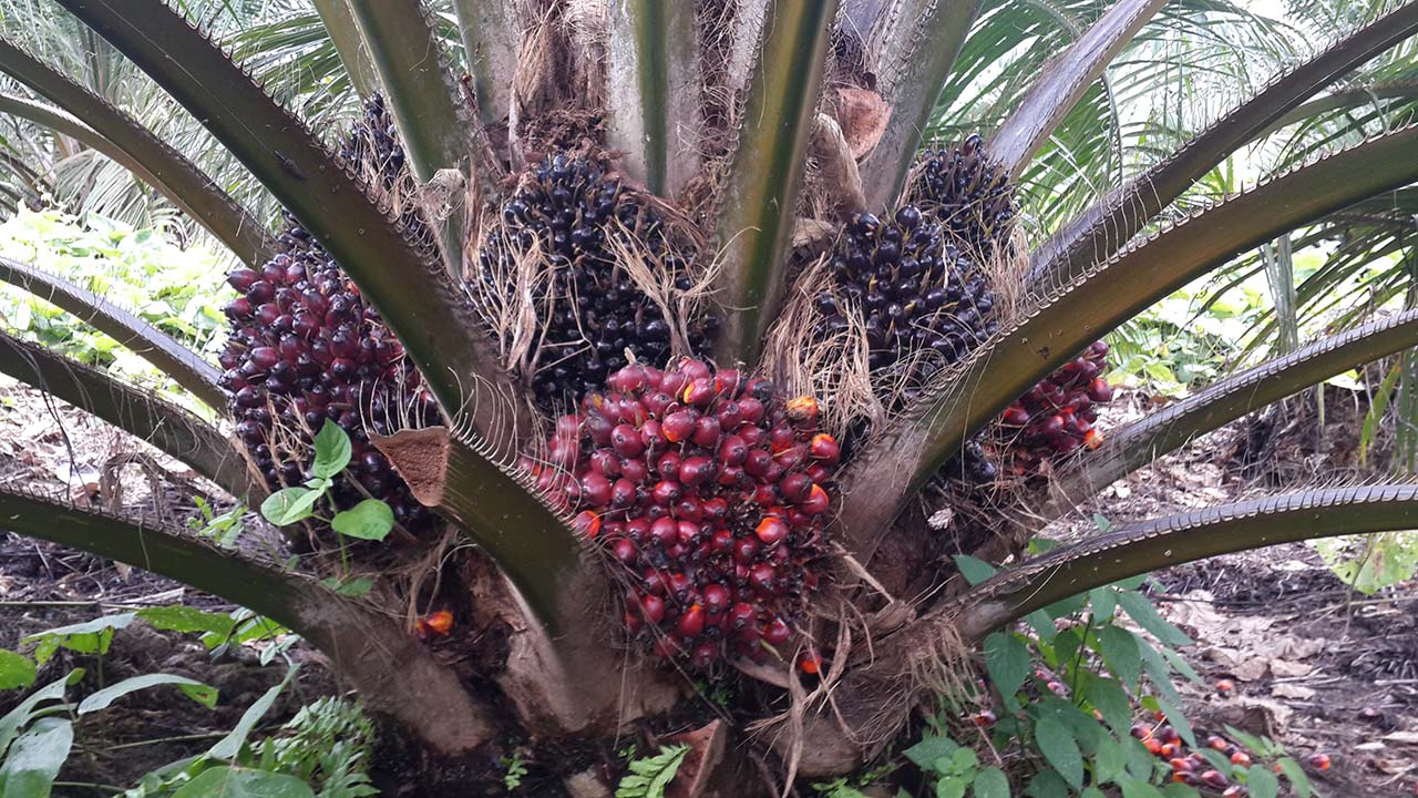 Is there a way for palm oil production to grow while protecting ecosystems?