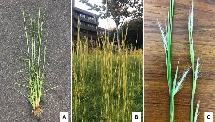 Andropogon virginicus
(A) Bud stage; (B) Flowering stage; (C) Spikelets