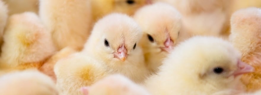 Reducing animal cruelty: Preventing the mass cull of male chicks just got real and animal-friendly