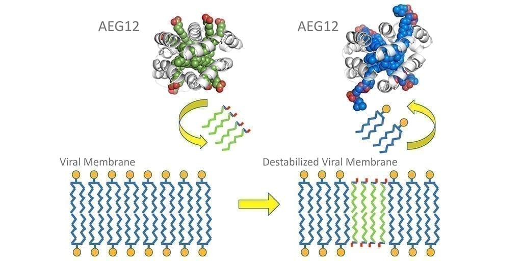 The illustration of the viral membrane lipid bi-layer shows the water-loving heads (yellow circles) and water-hating tails (blue squiggles). AEG12, based on the protein’s crystal structure (green and gray), inserts some of its lipids (green squiggles) into the viral membrane, destabilizing it. During this exchange, AEG12 incorporates viral lipids into its interior (blue and gray).
(Photo courtesy of Geoffrey Mueller, Ph.D.)