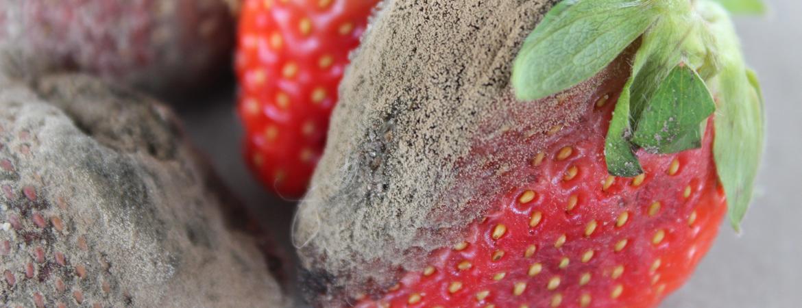 gray mold on strawberries
Strawberry infected with gray mold, a fungal disease that primarily affects ripening or damaged fruit. (Nicole Ward Gauthier, University of Kentucky)
