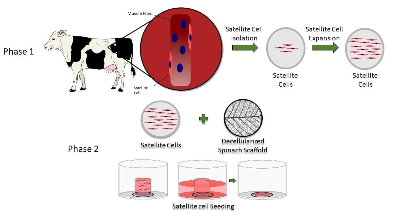 This diagram shows the steps researchers took to isolate and seed primary bovine satellite cells on a decellularized spinach leaf scaffold.