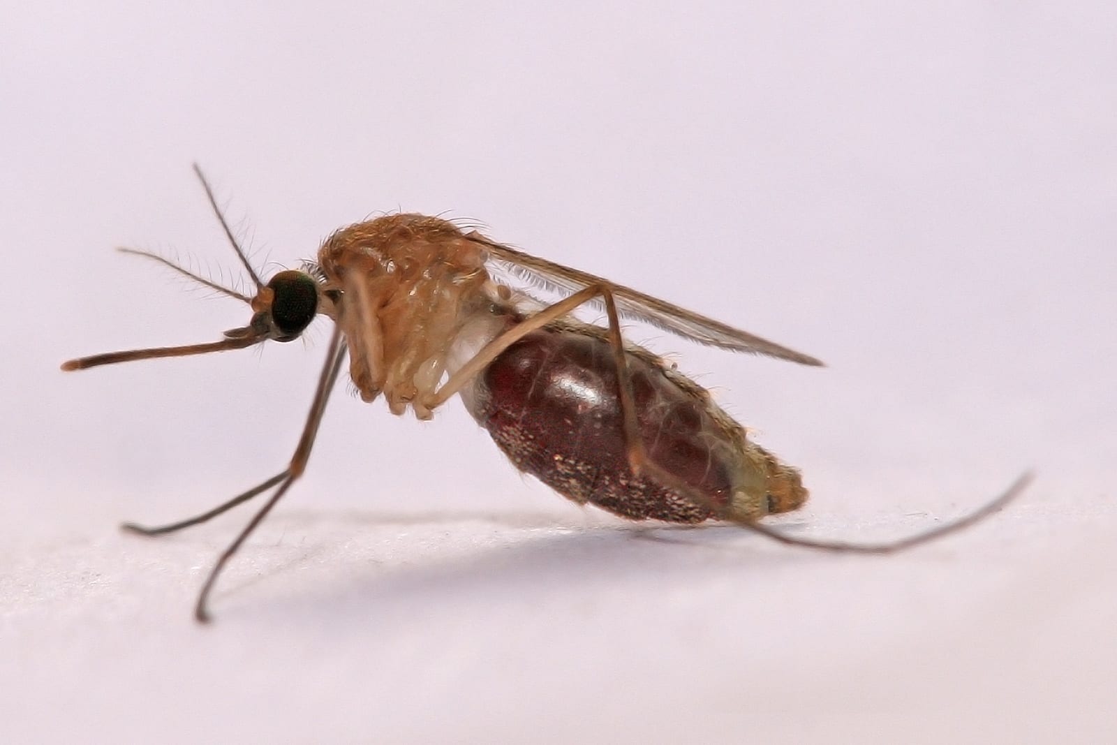 Testing a new strategy to eliminate malaria: Simple genetic modification