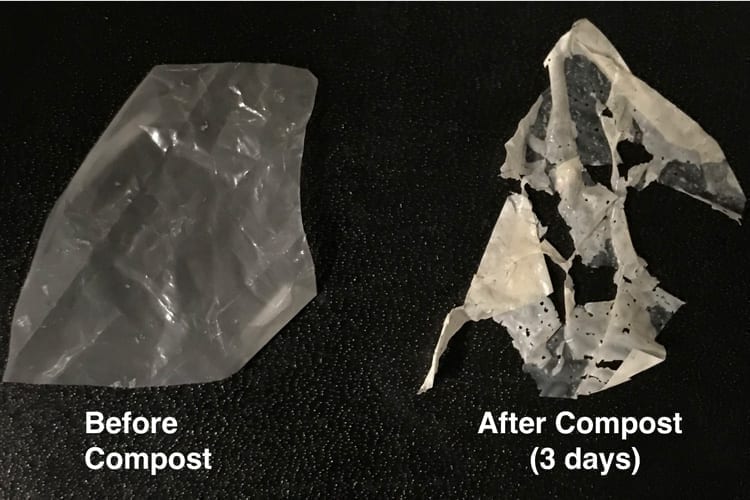 A modified plastic (left) breaks down after just three days in standard compost (right) and entirely after two weeks. (UC Berkeley photo by Ting Xu)