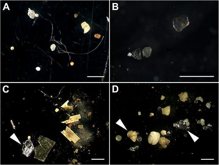 Using bacterial biofilms to trap microplastics