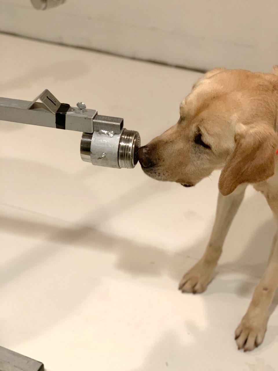 Dogs can sniff out coronavirus with impressive accuracy