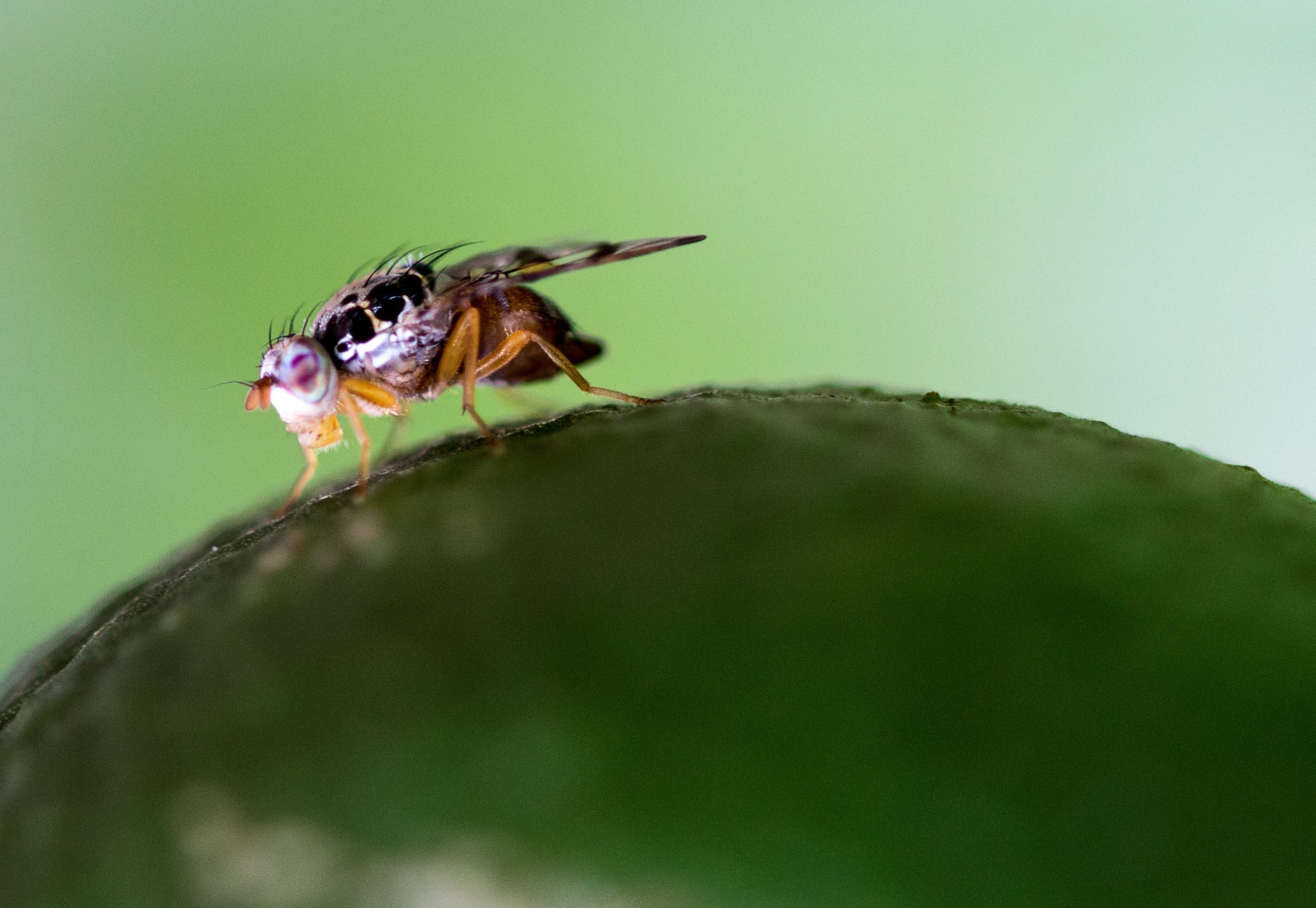 Mediterranean fruit flies modified in the lab to produce more males