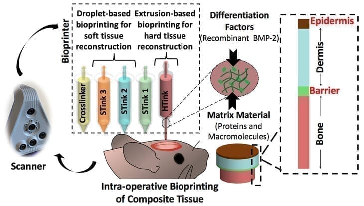 Schematic of the skin and bone bioprinting process. After scanning, the bone and then skin layers are bioprinted creating a layered repair with bone, a barrier layer, and dermis and epidermis.

IMAGE: Ozbolat laboratory, Penn State