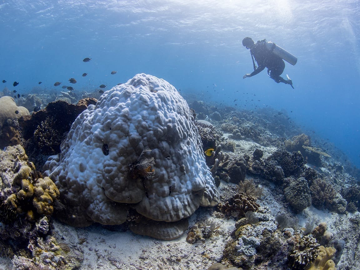 Could probiotic approaches protect corals against heat stress?