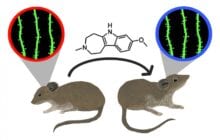 Success in reversing the effects of stress using a non-hallucinogenic psychedelic analog - in mice