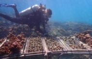 Corals that withstood a severe bleaching event and were transplanted to a different reef maintained their resilient qualities